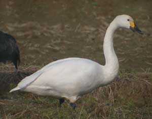 ツルに混ざっていたコハクチョウ３だったが、鳥屋からはあまり相手にされていなかったようだ達