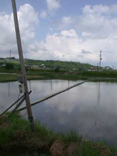 シギチがいた田んぼ