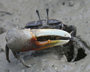 ヒメシオマネキ