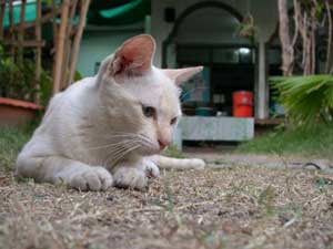 PSゲストハウスの猫、かわいい