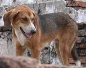 遺跡内にも犬はいる。ワット・チャイワッタナラームにて。
