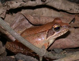ニホンアカガエル、のはず