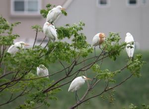 アマサギの群。小丸川にて