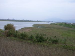 球磨川河口の橋から上流方向