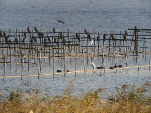 杭に止まるカワウの群